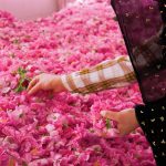 معجزه یخ گلاب برای صورت ؛ چند بار در هفته یخ گلاب روی صورتمان بگذاریم ؟ | طرز استفاده از یخ گلاب برای صورت