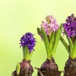 ویژگی‌های گل سنبل با دوام و با کیفیت برای سفره هفت سین ؛ نگهداری و نحوه کاشت سنبل در گلدان چگونه است ؟