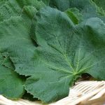 بلانچ کردن سبزیجات یعنی چه؟ + آموزش بلانچ کردن برگ مو برای نگهداری طولانی مدت در فریزر