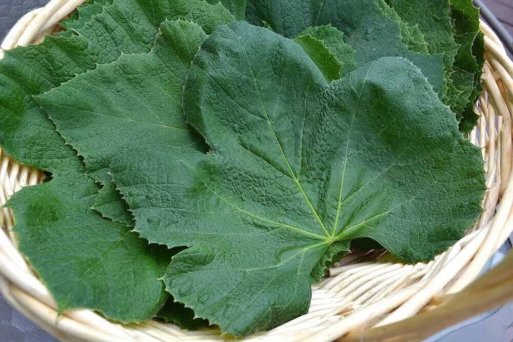 بلانچ کردن سبزیجات یعنی چه؟ + آموزش بلانچ کردن برگ مو برای نگهداری طولانی مدت در فریزر