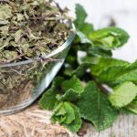 کاشت نعناع در بطری نوشابه ؛ روش ساده و کم‌هزینه برای داشتن نعناع تازه در خانه