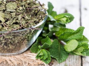 کاشت نعناع در بطری نوشابه ؛ روش ساده و کم‌هزینه برای داشتن نعناع تازه در خانه