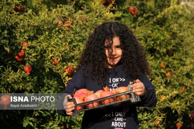 انار خوب چه خصوصیاتی دارد ؟ | نکات خرید و نگهداری انار؛ راهنمای انتخاب انار سالم و ماندگار